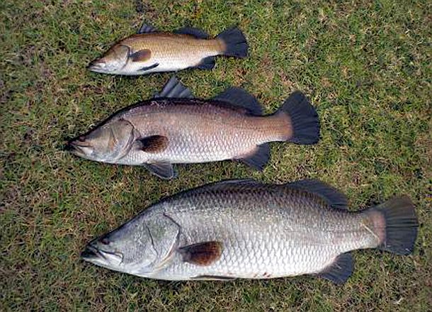 Escapee barras rescued